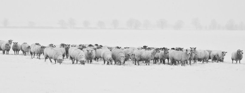 Black and white image of a flock of sheep in a snowy field
