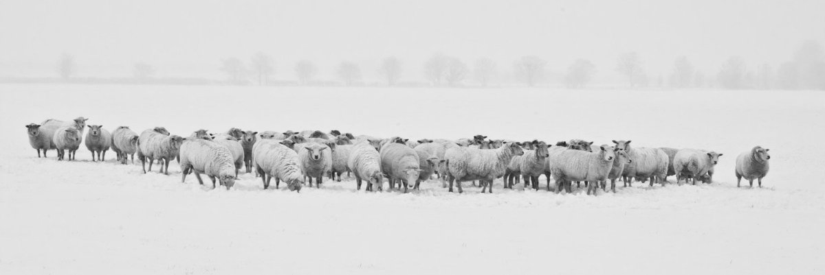 Black and white image of a flock of sheep in a snowy field